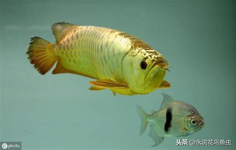 龍魚水溫|龍魚需要加溫嗎，需要加熱棒嗎